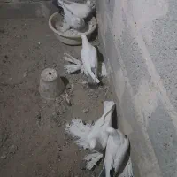 کبوتر توهلو|پرنده|آذرشهر, |دیوار