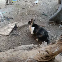 خرگوش سرحال ۱۲۰۰۰ تومان