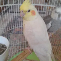 عروس هلندی ماده