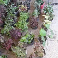 گل وتقویتی|گل و گیاه طبیعی|ملایر, |دیوار