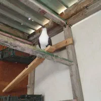 کفتر طوقی و ساده|پرنده|چابهار, |دیوار