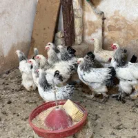 برهما لایت
