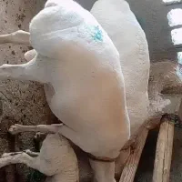 قوچ جوان