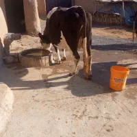 180|حیوانات مزرعه|ملکان, |دیوار