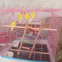 طوطی کوتوله