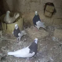 طوقی|پرنده|جرقویه, |دیوار