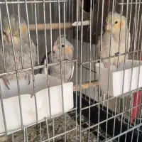 ۳ عدد جوجه عروس هلندی بامزه