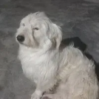 سگ پاکوتاه