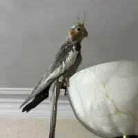 عروس هلندی ۳ ماهه