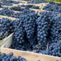 نهال انگور کردستان سردشت انگور سیاه شرابی