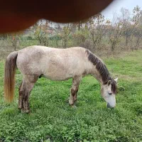 اسب ۵ ساله سواری