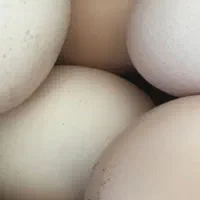 تخم مرغ خانگی