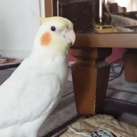 عروس هلندی چشم شرابی