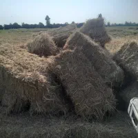 کاه شالی