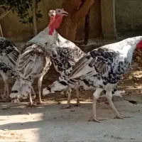 بوقلمون نر