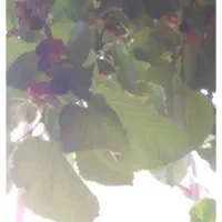 شاه توت تازه