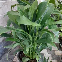 گل گیاه(گیاهان خاص و زیبا