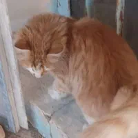 بدلیل مسافرت واگذار میشوند.|گربه|تبریز, |دیوار