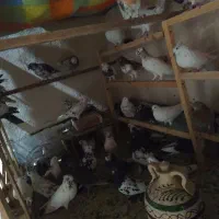 کفتر