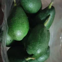 فروش میوه آووکادو