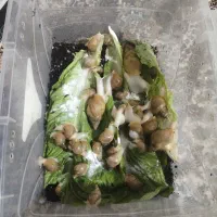 حلزون|خزنده|محمدیه-قزوین, |دیوار