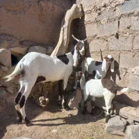 بز با دو راس کهره نر