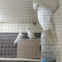 انواع عروس هلندی البینو لوتینو خاکستری ایزابلا