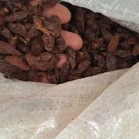 کشمش و مویز