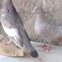 کفتر فروشی ۲عدد ماده