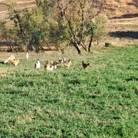 مرغ و خروس محلی|حیوانات مزرعه|بانه, |دیوار