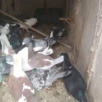 کبوتر بمب پرشی دست اولی