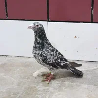 کبوتر سرور سیاه