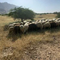 فروش یامعاوضه گوسفندفقط تماس فقط نقدیامعاوظه