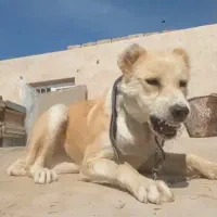 توله سرابی وافغان معاوضه