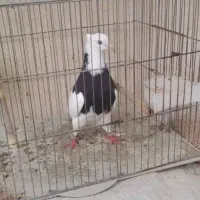 کبوتر طوقی ماده