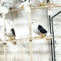 ۱۲۰عدد همه مدل کفتر توش داره