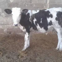 گاو یا گوسالیه نر سمینتال ۸ ماه