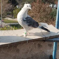 کبوتر دو طوق ماده