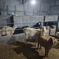 ۱۹ راس بز و بزغاله پاکستانی و ۲رگ افغانی سانن|حیوانات مزرعه|نائین, |دیوار