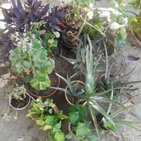 گل شمعدونی و پتوس