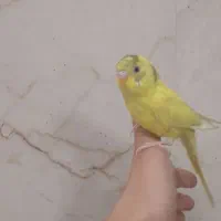 3عدد جوجه مرغ عشق دو نیم ماهه دستیه دستی