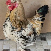 خروس محلی درشت گلین کاکلی جوان شاداب وسرحال