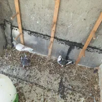 سه عدد پلاکی ماده ذات‌ دارخشت کنارتخته