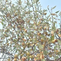 بادام‌سنگی کرند غرب