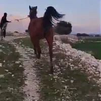 مادیون ترکی|اسب و تجهیزات اسبسواری|جره و بالاده, |دیوار