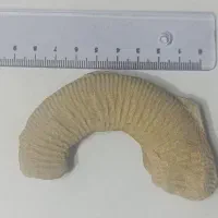 مجموعه ۴ عددی فسیل دریایی طبیعی (آمونیت و صدف)