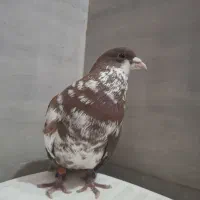 کفتر چپ دم افشون