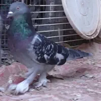 کفتر ترکیه ای  زیره ای جفتی  و سوسنی ترنج ماده|پرنده|شیراز, رکن‌آباد|دیوار
