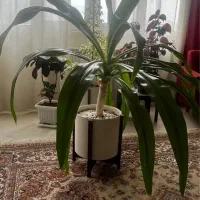گل و گیاه|گل و گیاه طبیعی|شیراز, زرهی|دیوار