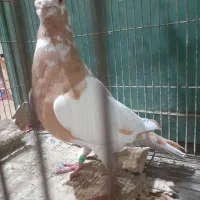 کبوتر نر کارل نیومنز|پرنده|برازجان, |دیوار